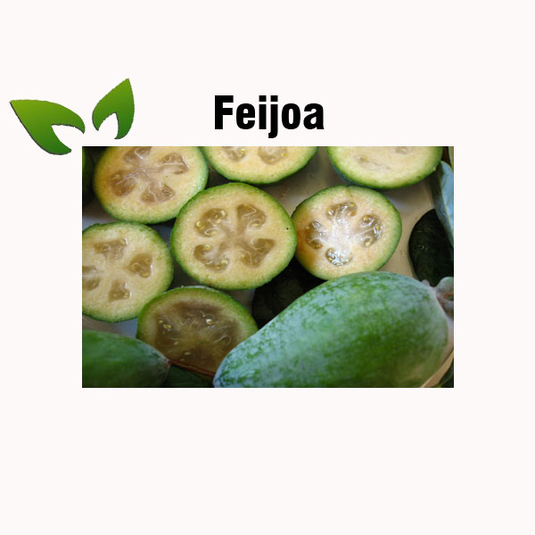 Feijoa nutrition facts