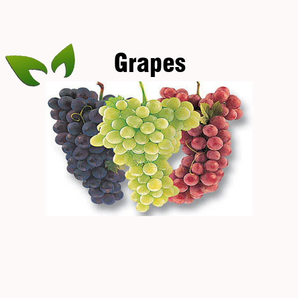 Grapes nutrition facts