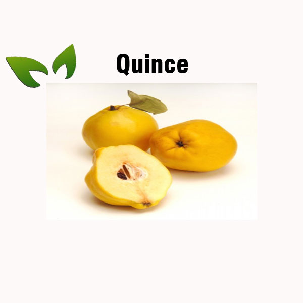 Quince nutrition facts