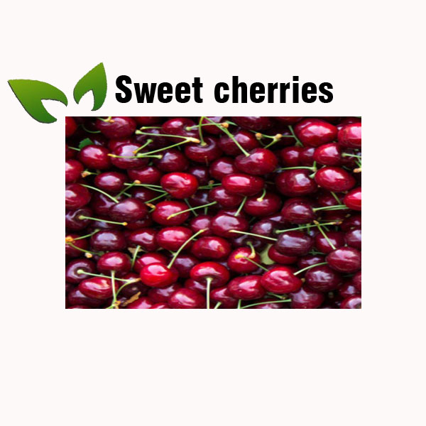 Sweet cherries nutrition facts