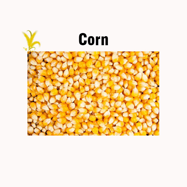 Corn nutrition facts