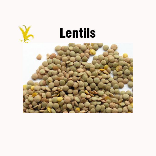Lentils nutrition facts