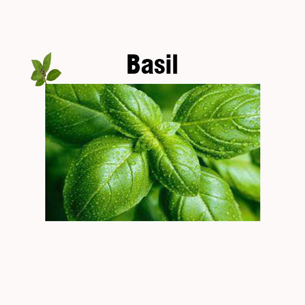 Basil nutrition facts