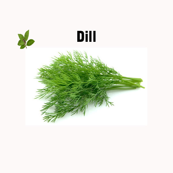Dill nutrition facts
