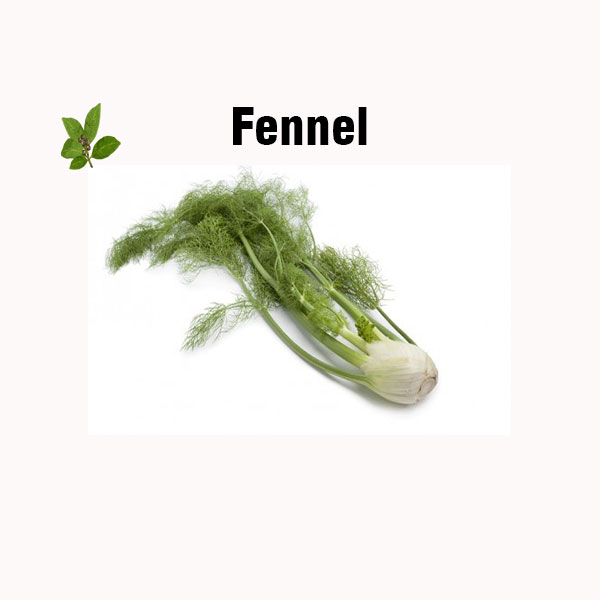 Fennel nutrition facts