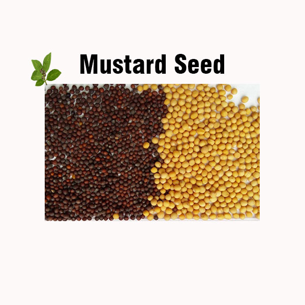 Mustard seed nutrition facts