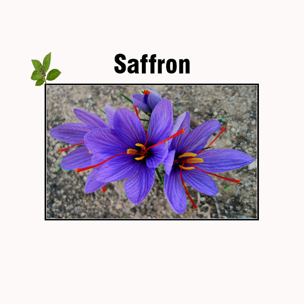 Saffron nutrition facts