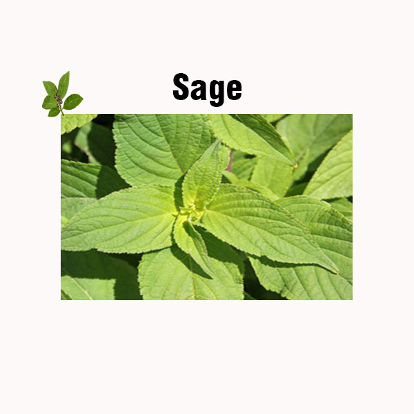 Sage nutrition facts
