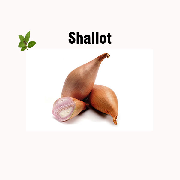 Shallot nutrition facts
