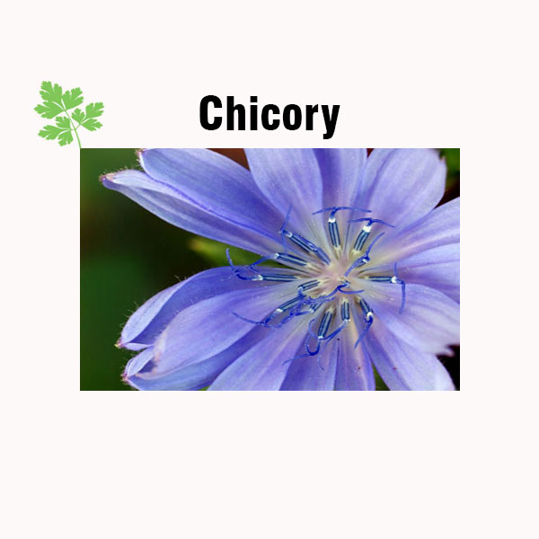 Chicory nutrition facts