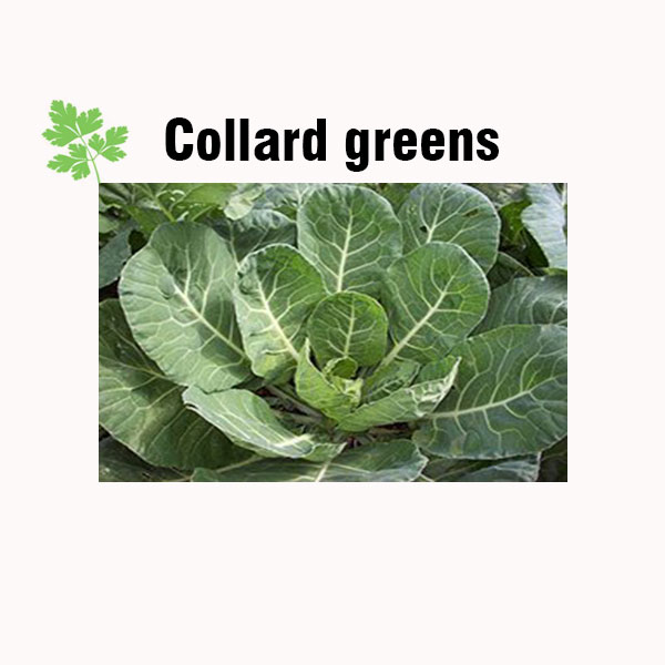 Collard greens nutrition facts